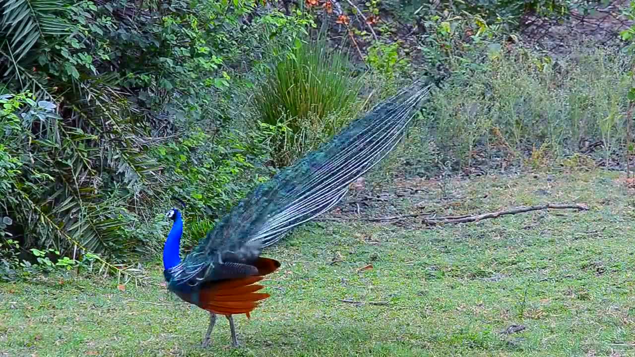 Excellent Blue Peacock Dance in Rain