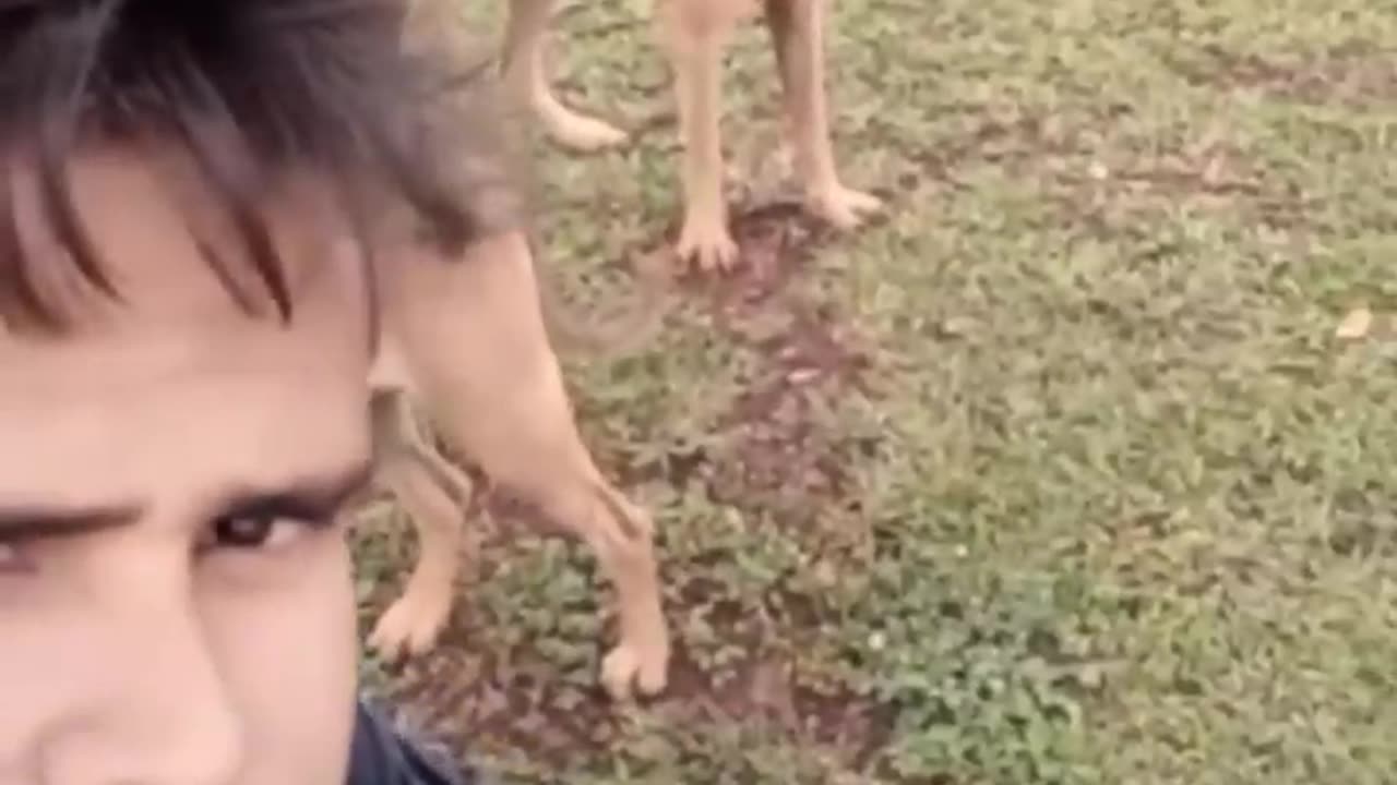 Dog video funny