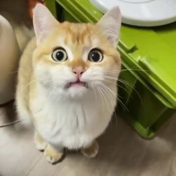 CUTE AND FUNNY CATS