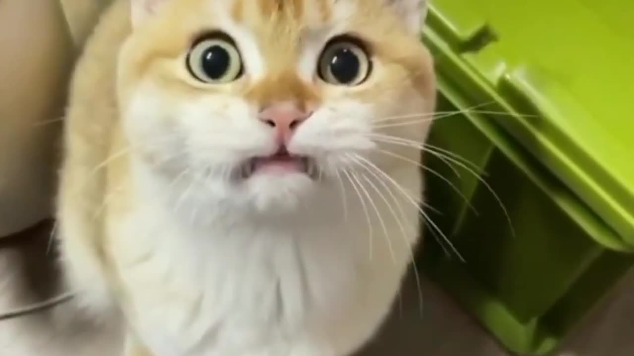 CUTE AND FUNNY CATS