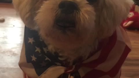 HAPPY THANKSGIVING 🦃🍁 PRESIDENT TRUMP, from LOULOU AND ALL PATRIOTS watch