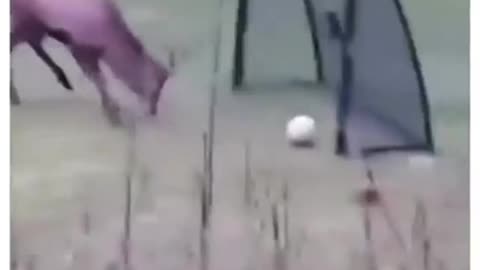 Life is Not Only For Live But Celebrated #shorts #viral #shortsvideo #video