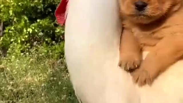 Funny moments dog 🐶 ride on cock