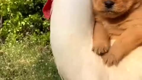 Funny moments dog 🐶 ride on cock