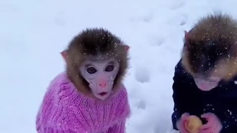 Lovely little monkey