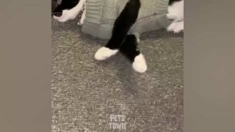 Funny Pranks On Dog_ These Dogs Reactions Are Hilarious_ Pets Town