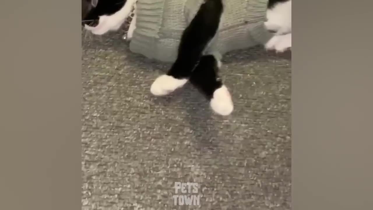 Funny Pranks On Dog_ These Dogs Reactions Are Hilarious_ Pets Town