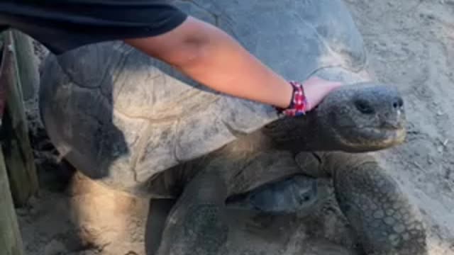 Huge tortuous at the crock park in South Carolina
