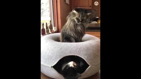 New Funny Animals 😂 Funniest Cats and Dogs Videos 😺🐶