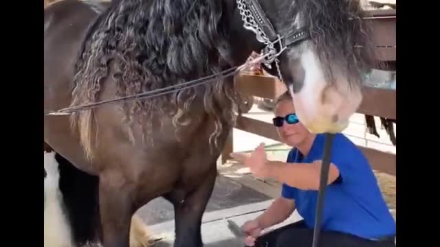 Horse SOO Cute! Cute And funny horse Videos Compilation cute moment #22