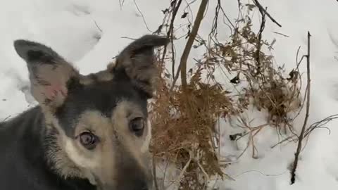 Dog trying to uproot a tree