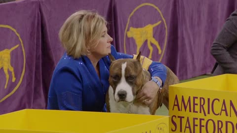 CROWNED# Inside the 2018 Westminster Dog Show # FOX SPORTS