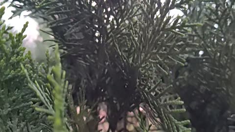 Slow motion