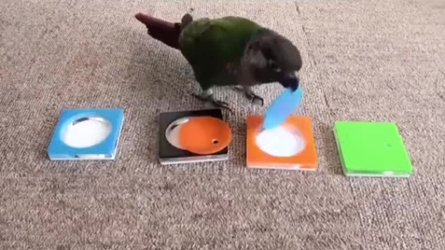 The strangest parrot Watch it and know what it does You will be amazed at its behavior this smart