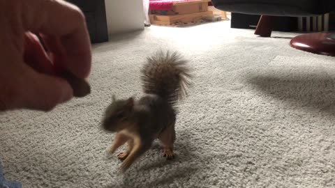 My wild pet squirrel