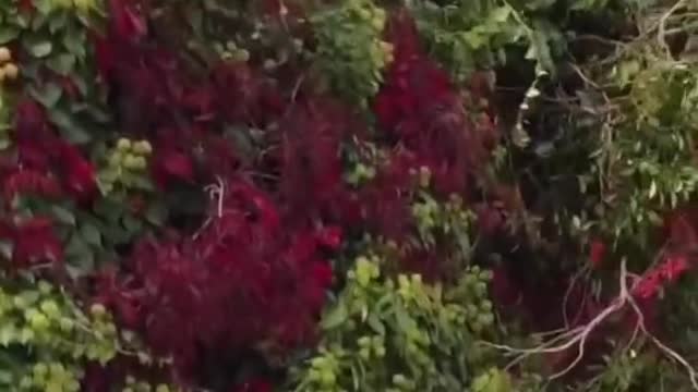Removed vegetation