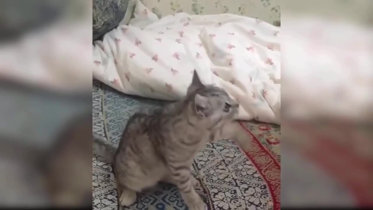 Funny Cats Video - Funny Video Compilation