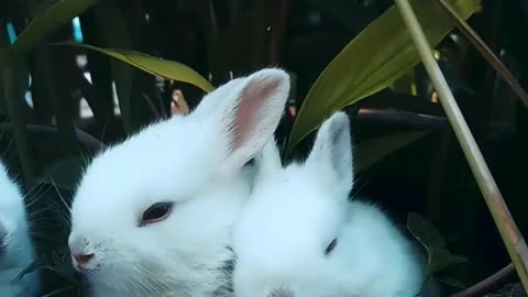 Rabbits eating foods