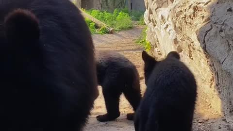 Asian black bear