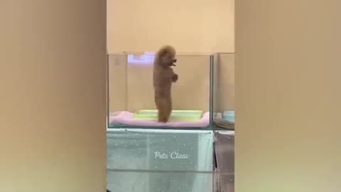 Funniest Animals 2023 😂 Funny Dogs and Cats Videos 😺🐶 Part 2