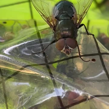 Close up video of flies.