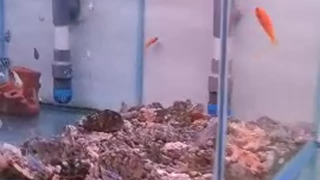 very cute little flatfish