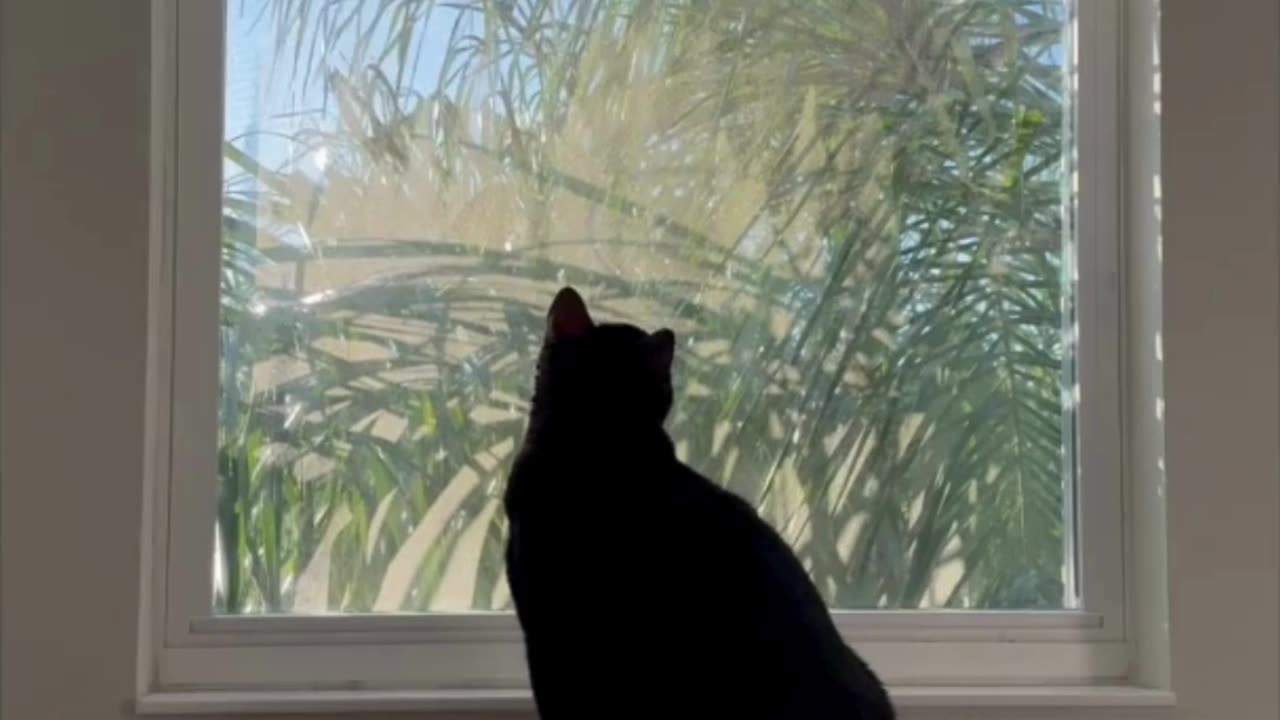 Adopting a Cat from a Shelter Vlog - Cute Precious Piper Sees a Threat Outside Her Window #shorts