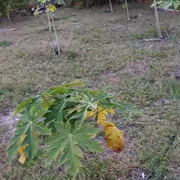 Papaya trees producing fruit, Lafleur farms