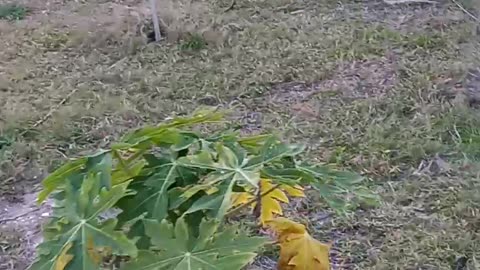 Papaya trees producing fruit, Lafleur farms