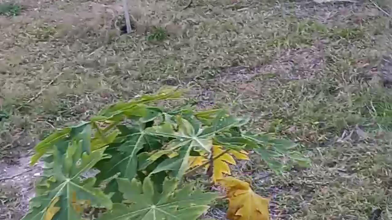 Papaya trees producing fruit, Lafleur farms