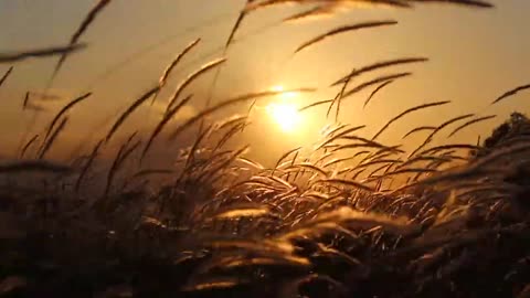 Grass flower with wind and sunset background