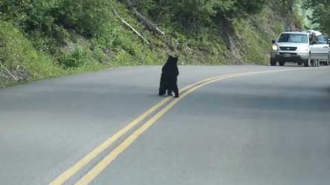 Bear Cubs Play in the Road - Too Cute