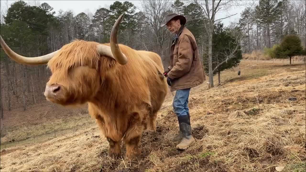 Do Highland cows make good pets