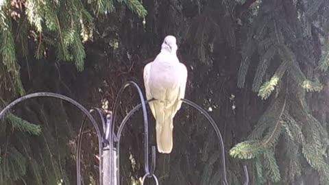 Dove chillin' out