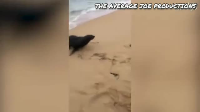 Seal tries to steal fish from fisherwoman