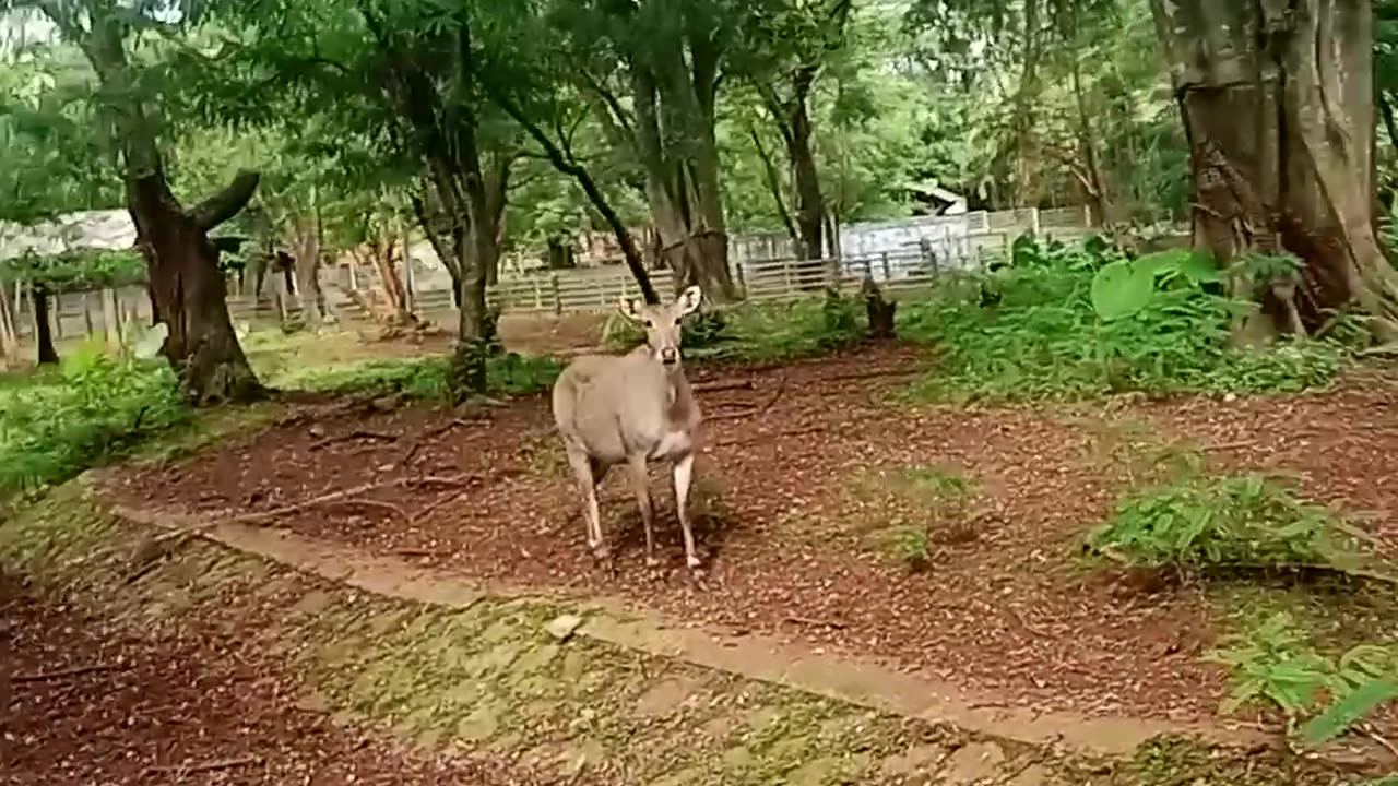 Deer animal