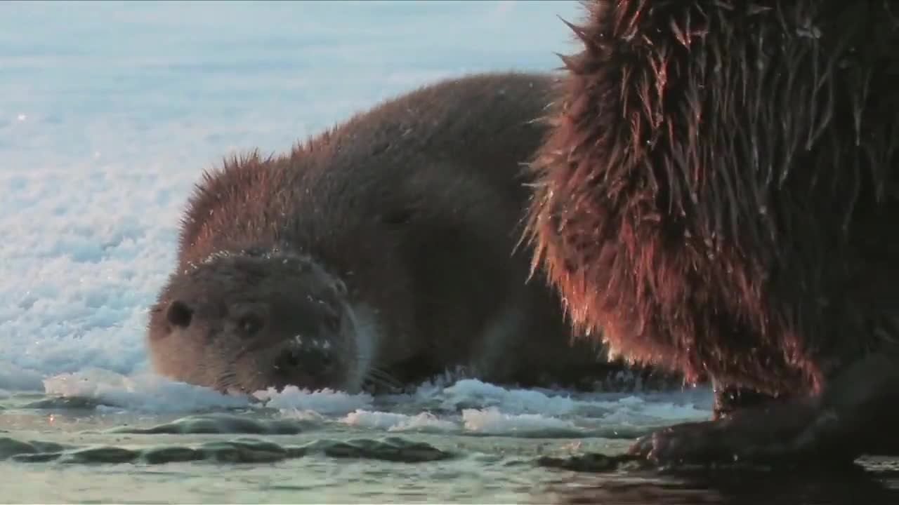 The meeting of an otter and a beaver