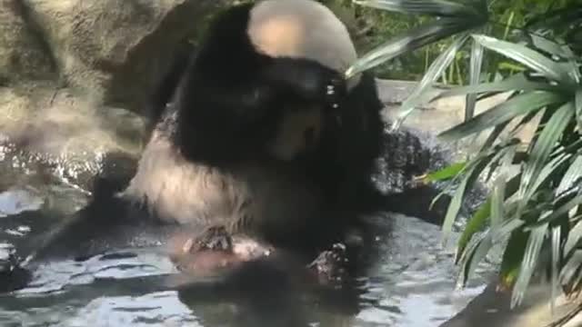 The giant panda