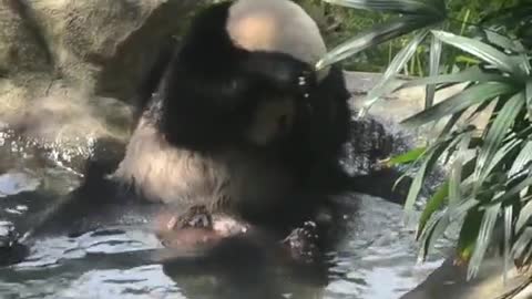 The giant panda