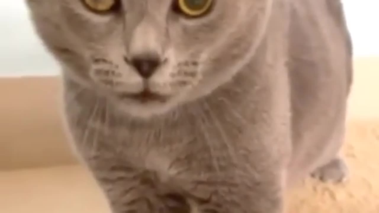 Cat video