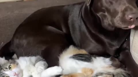 Funny cats and dog , Funny animals