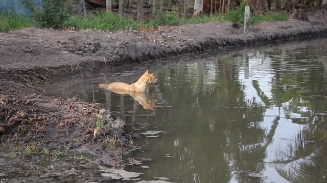 A dog in the sea