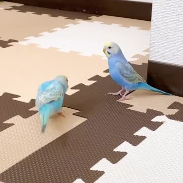 A pair of lovebirds getting to know each other