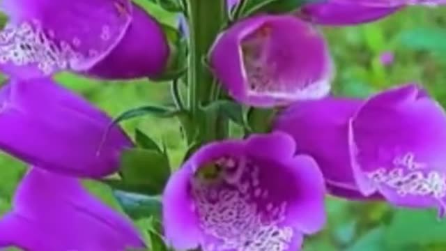 Digitalis purpurea, foxglove, digitalis, purple foxglove.