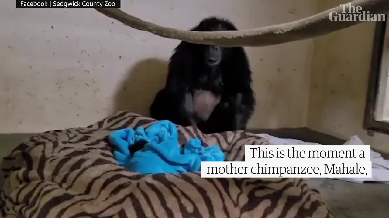 Emotional moment chimpanzee mother reunited with her baby