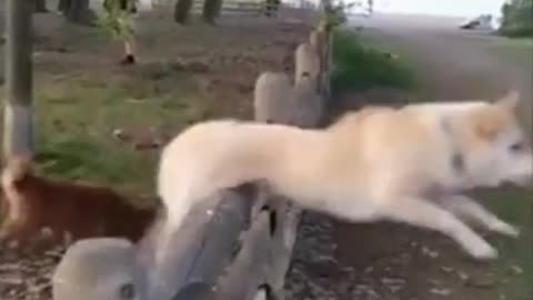 Pets funny moments 😂😂
