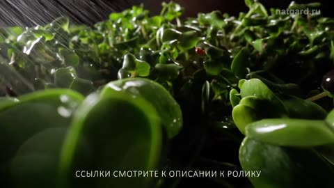 Свежие, натуральные продукты, выращенные без применения антибиотиков, ГМО Продукты от Фролова