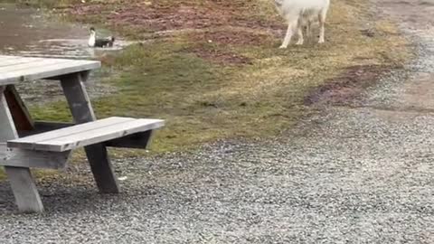 Duck Chases Dog Out of Pond