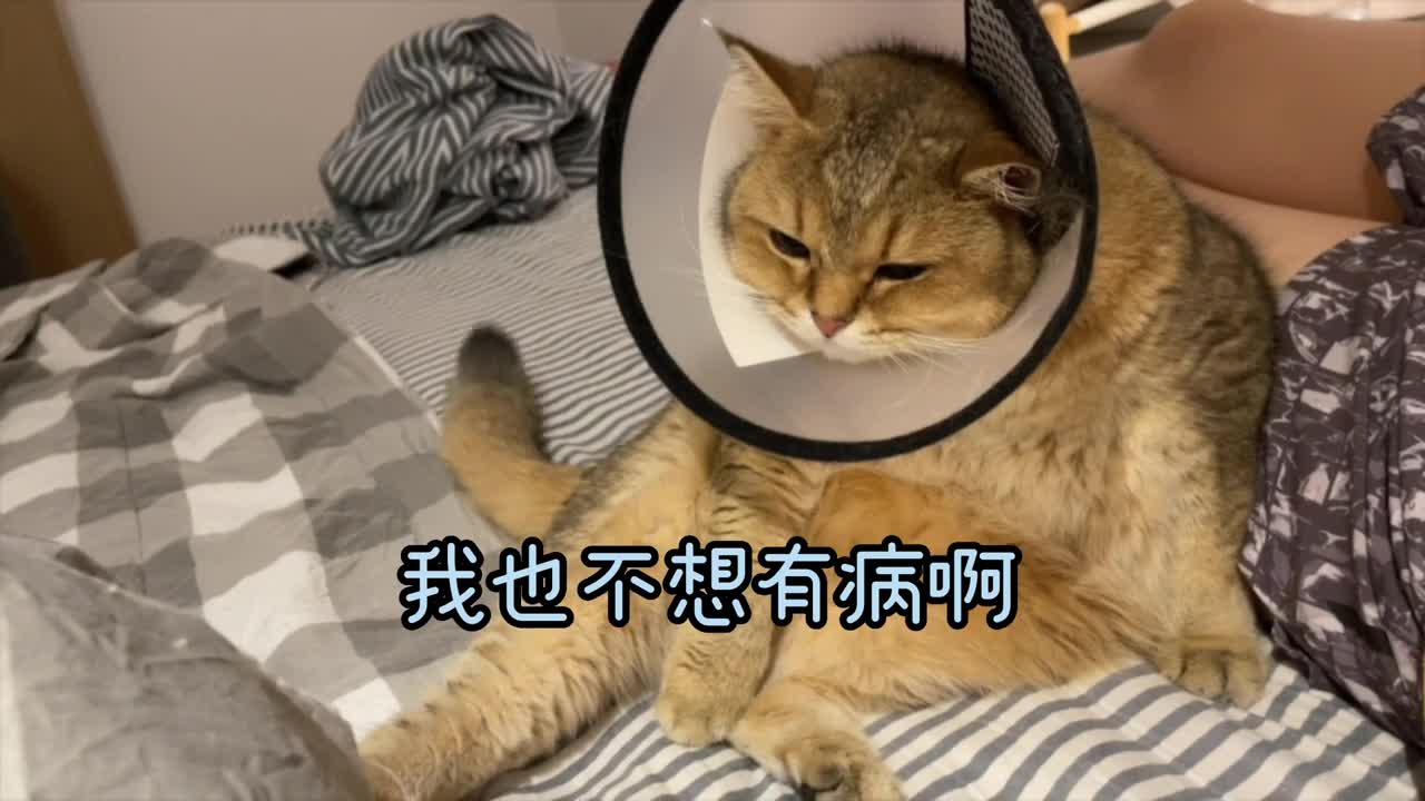 猫不愿洗耳朵哼哼唧唧骂我，戴头套后更委屈，非赖在我身边讨说法