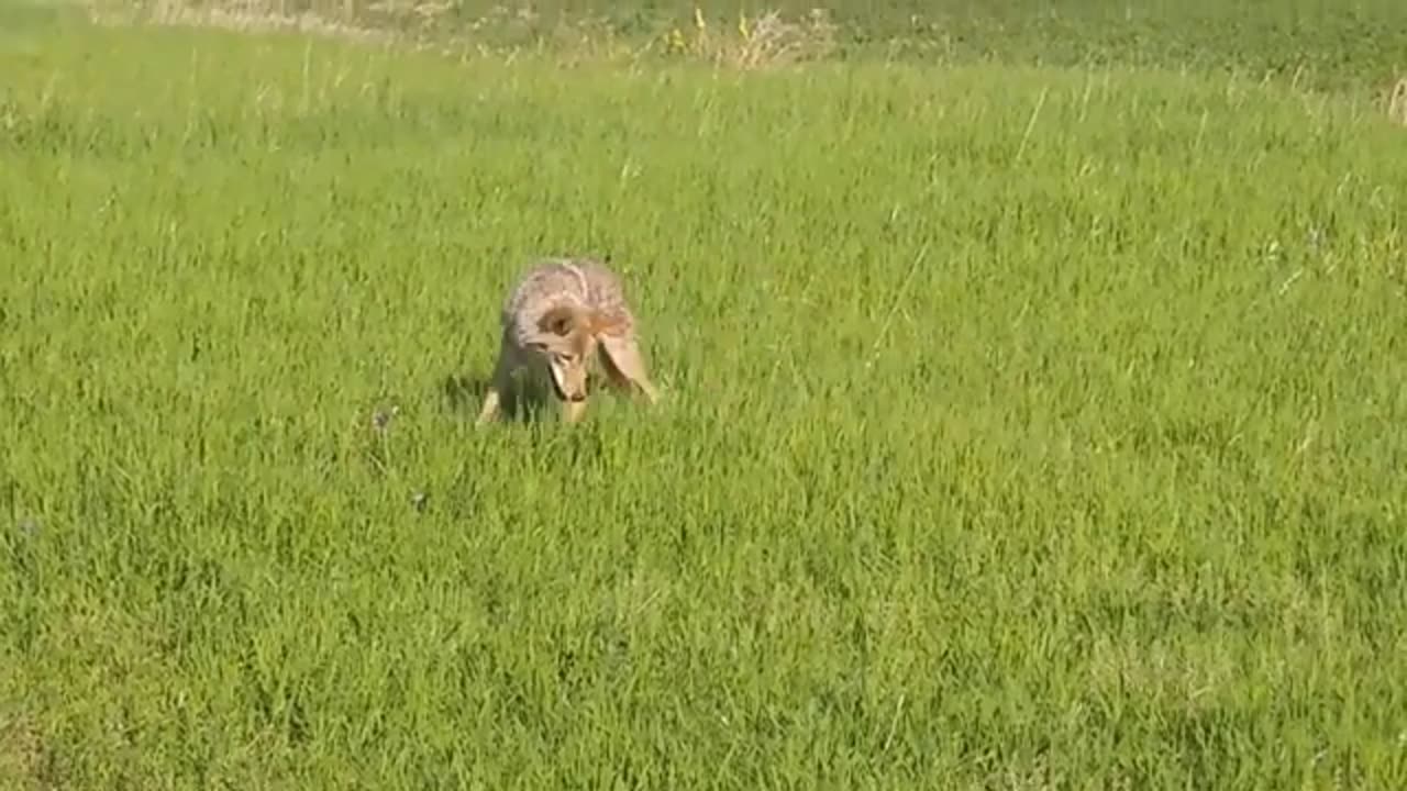 Snake Vs fox big battle in wild